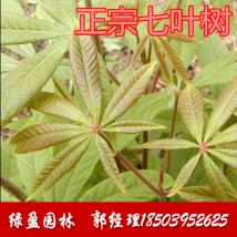 七葉樹